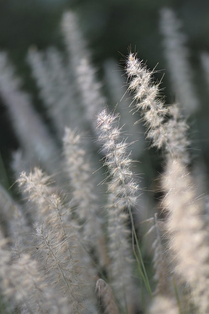 ornamental grasses, grasses, blade of grass, summer, backlighting, plant, nature, grass, mood, dusk, feather bristle grass, silhouette, sunset