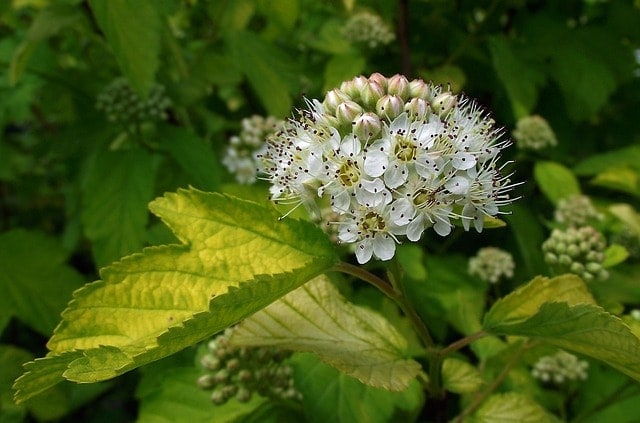 nature, plant, leaf, flower wallpaper, flower, pęcherznica, beautiful flowers, bush, flower background, summer