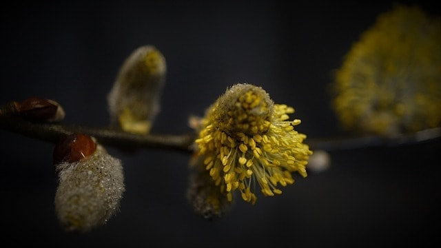 spring 2020, march 2020, covid-19, willow catkin, stay at home, pandemic worldwide, nature, keep your distance, beauty, curfew, quarantine, health, disease, social contacts to avoid, prevent the spread of flame, background black, corona virus, isolation, panic, hope, grief, sad, many people die, the fight against the spread, dark time