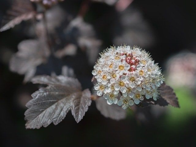 ninebark, yellow ninebark, rotlaubige yellow ninebark, flower, plant, physocarpus, white flowers, petals, bud, blossom, bloom, leaves, branch, spring, garden, nature, close up