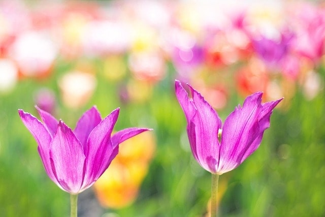 tulips, pink, flower background, flowers, pair, pink tulips, pink flowers, pink petals, bloom, blossom, flora, floriculture, horticulture, botany, nature, flower wallpaper, plants, flowering plants, spring, floral, springtime, beautiful flowers, close up