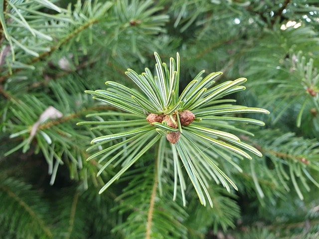 branch, north man fir branch, nordmann fir, fir trees, pine trees, abies nordmanniana, caucasian fir, pine family, conifers