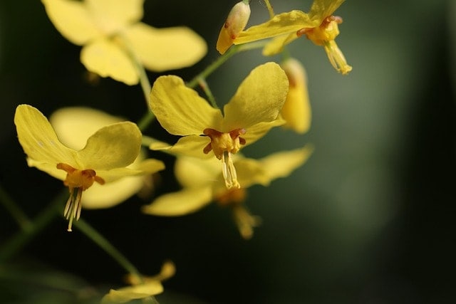 elven flower, epimedium, blossoms, yellow flowers, sock flowers, ground cover, schattenpflanze, barberry family, petals, epimedium, epimedium, epimedium, epimedium, epimedium, yellow flowers, yellow flowers