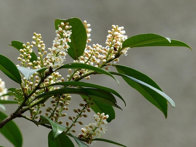 laurel cherry, shrub, blossom, bloom, white, plant, prunus laurocerasus, laurocerasus officinalis, roses, rosaceae, ornamental shrub, ornamental plant, nature, bloom, inflorescences, racemose inflorescences, brush-like, laurel, laurus