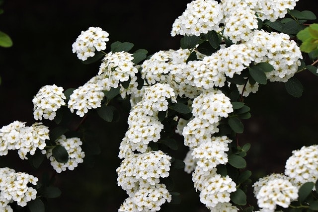 bridal-wreath, bridalwreath spirea, white flowers, spirea prunifolia, bush, spring, nature, garden
