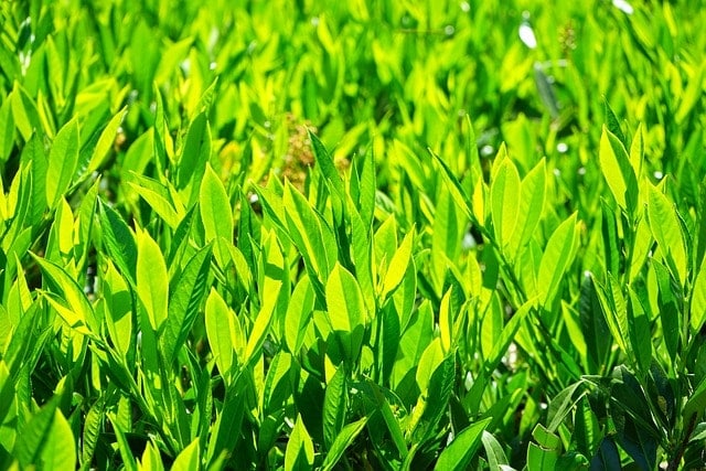 leaves, green, backlighting, light green, shades of green, bright, laurel cherry, shrub, plant, prunus laurocerasus, laurocerasus officinalis, roses, nature, rosaceae, ornamental shrub, ornamental plant, laurel, laurus, bay leaves