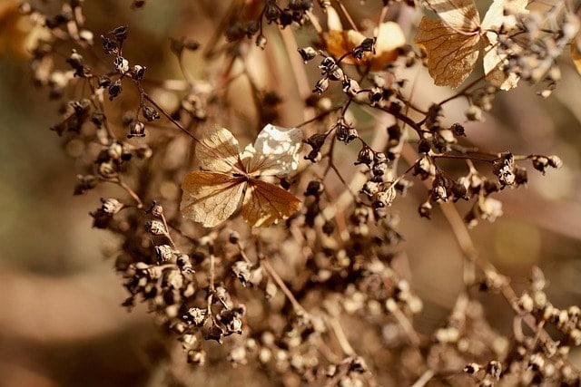 hydrangea, hydrangea flower, plate hydrangea, dried, faded, dried out, dry, dried up, brown
