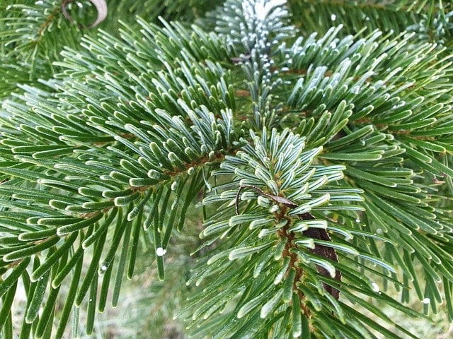 branch, north man fir branch, nordmann fir, fir trees, pine trees, abies nordmanniana, caucasian fir, pine family, conifers