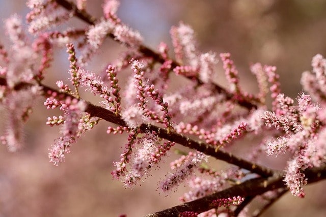 spring tamarisk, caspian tamarisk, flowering branch, tree blossom, buds, small-flowered tamarisk, pink blossoms, tamarix parviflora, shrub