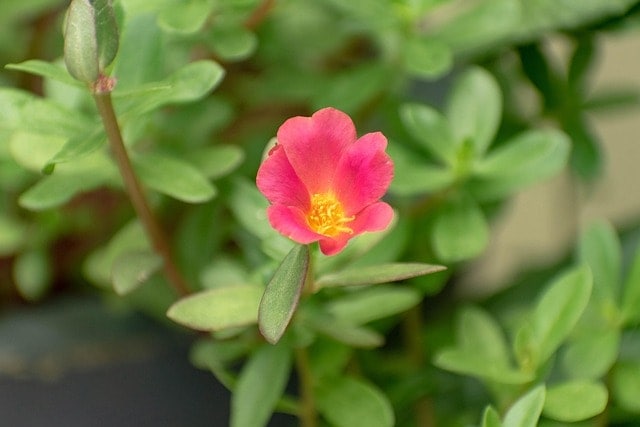 pink flower, potentilla, beautiful flowers, cinquefoil, flora, nature, flower background, bloom, flower, flower wallpaper, blossom