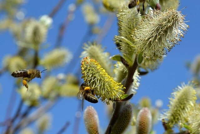 willow catkin, spring, bees, pasture, pollen, insect, pollinate, close up, macro, bloom, nature, kitten
