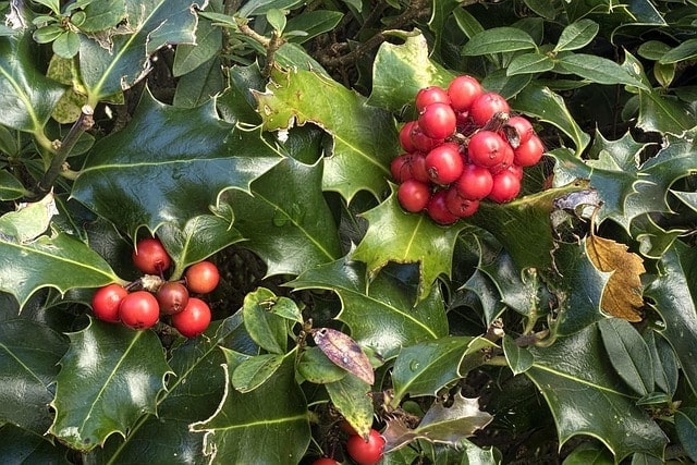 holly, ilex aquifolium, ordinary holly, common holly, aquifoliaceae, plant, nature, green, red berries, spur