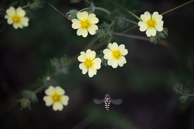 cinquefoil, flowers, plant, flower wallpaper, hover fly, insect, syrphidae, petals, flower background, bloom, meadow, flora, wildlife, beautiful flowers, nature, yellow