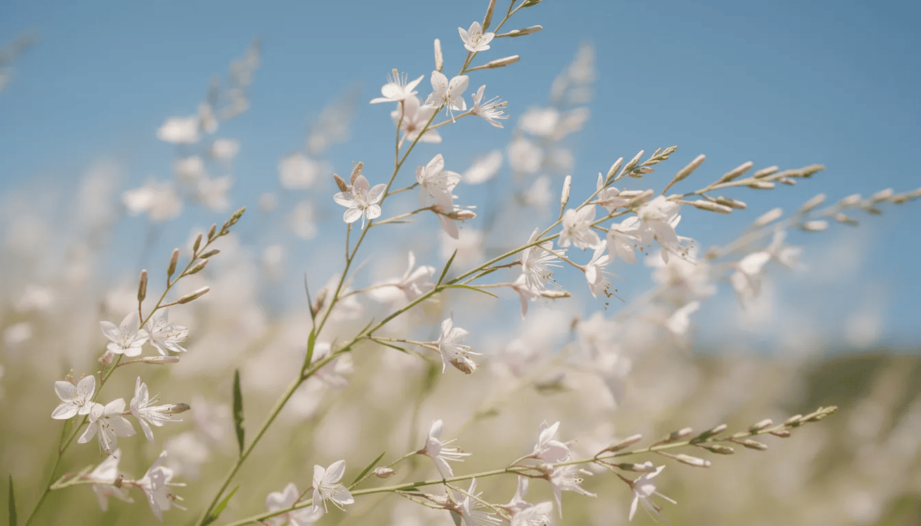 Na tle błękitnego nieba widoczne są kwitnące młode rośliny gaura lindheimeri, które mają delikatne białe i jasnoróżowe kwiaty na cienkich pędach, tworząc zwiewny pokrój. Roślina ta preferuje słoneczne stanowiska i charakteryzuje się długotrwałym kwitnieniem, co czyni ją doskonałym wyborem do ogrodów naturalistycznych.