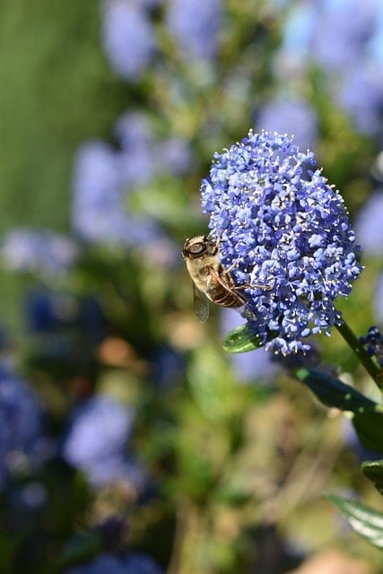insect, nature, flower background, flower wallpaper, bee, beautiful flowers, entomology, pollination, flowers, ceanothus, shrub, spring, garden