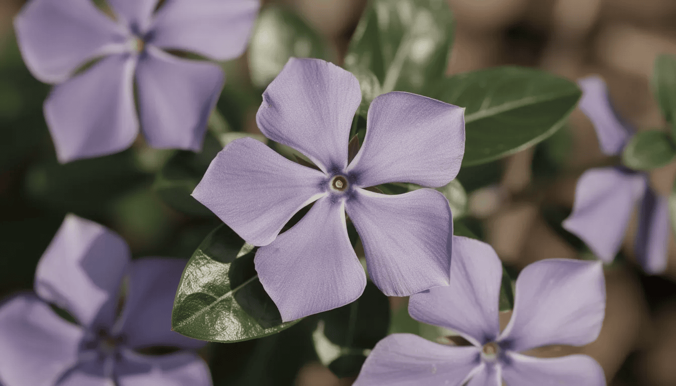 Na zbliżeniu widoczne są fioletowe kwiaty barwinka pospolitego, które wyróżniają się na tle ciemnozielonych liści. Roślina ta jest popularną rośliną okrywową, kwitnącą przez całe lato, dodającą uroku ogrodom.