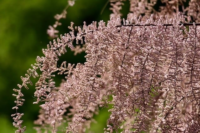 tamarisk, tamarind, flowering branches, inflorescences, panicles of flowers, pink flowers, shrub, smaller tree, nature
