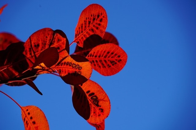 leaves, autumn leaves, red, template, wig brush, cotinus, coggygria, autumn leaf, leaf, bright, autumn impression, fall, impression, autumn colors, points, dotted, shrub, bush, cotinus coggygria, woody, ornamental wood, garden plant, ornamental plant, botany, nature, flora, plant, ornamental shrub, garden grove, regular wig brush, wig tree, fisettholz, dyer sumac, schmack, venetian sumac, hungarian sumac, tyrolean sumac, sumac green, anacardiaceae, summer green wig brush