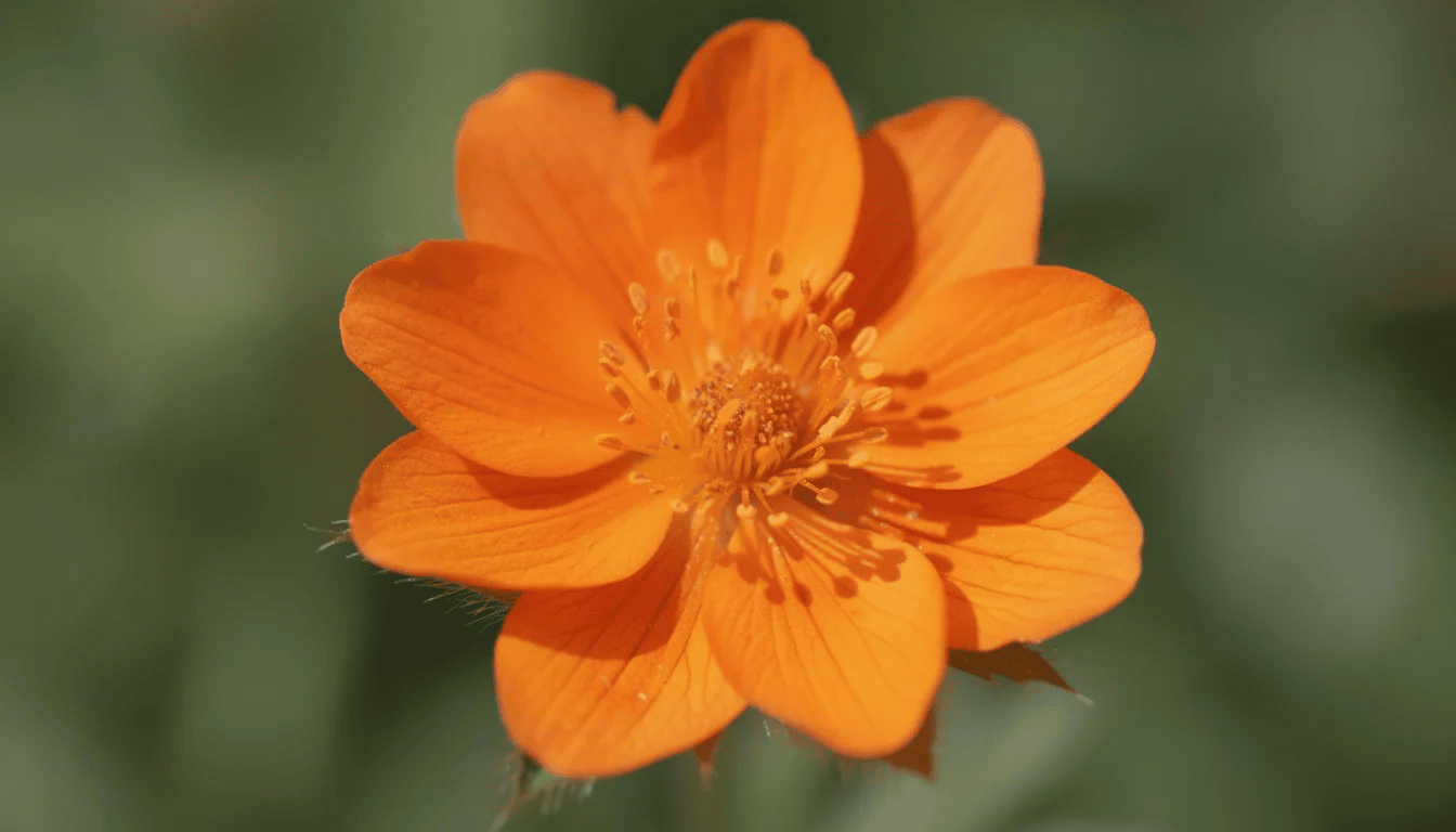 Zbliżenie na pomarańczowy kwiat kuklika, z wyraźnie widocznymi płatkami i środkiem kwiatu, otoczony ciemnozielonymi liśćmi. Roślina ta, łatwa w uprawie, często występuje w ogrodach skalnych oraz na stanowiskach słonecznych.