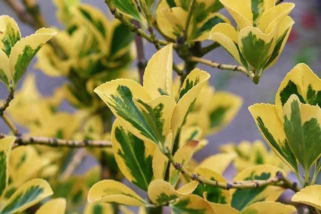 spindle bush, euonymus, leaves, green, yellow, nature, spindle tree, bright, fall, ornamental shrub, bush, ornamental plant, leaf coloring, plant, immergrüm, close up, garden ornamental garden, colorful, coloured, filigree