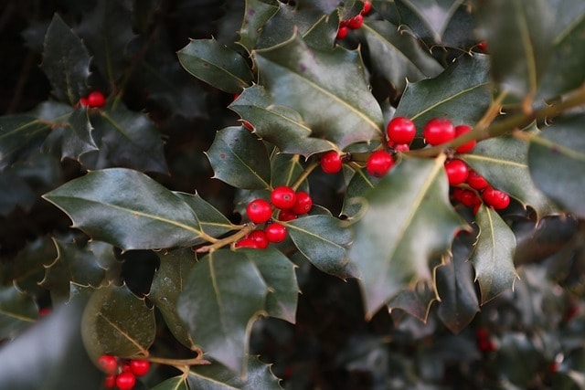 holly, red fruits, christmas, winter, berry, prickly, poisonous, green, nature