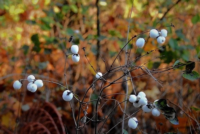 śnieguliczka white, bush, nature, autumn