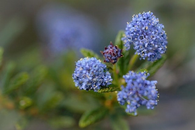 ceanothus concha, nature, california, flower background, flower wallpaper, native plants, spring, beautiful flowers, flowers, purple