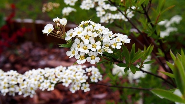 tawuła, flower, flower background, blooms, flower wallpaper, spring, garden, gray tawuła, beautiful flowers, plant, nature, white, sapling