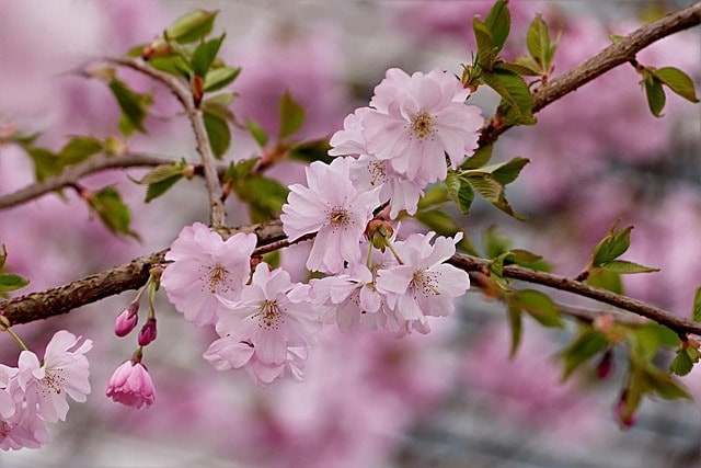 japanese cherry, pink, nature, tree, prunus serrulata, spring