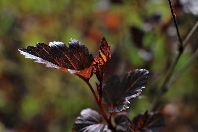 snowball-leaved bladder spar, physocarpus opulifolius, leaves, garden, shrub, bush, red, physocarpus, fall, nature, plant, ornamental plant
