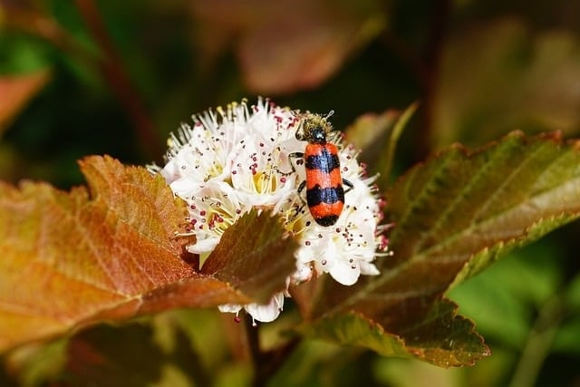 insect, beetle, trichodes, bee bugle, flower, nature, physocarp, sheets