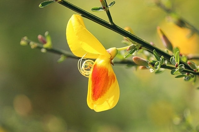 broom, gorse blossom, common broom, scottish broom, flower, yellow flower, cytisus scoparius, plant, blossom, bloom, spring flower, garden, nature, close up