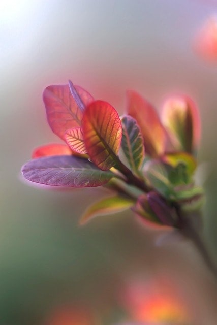 foliage, sprig, leaves, nature, spring, bush, cotinus, plant, close up