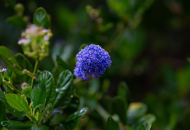 flower, plant, garden, blue garden plant, blue flower, shrub, bloom, nature, blue, flora, blossom, floral, flower wallpaper, flower background, beautiful flowers, ceanothus