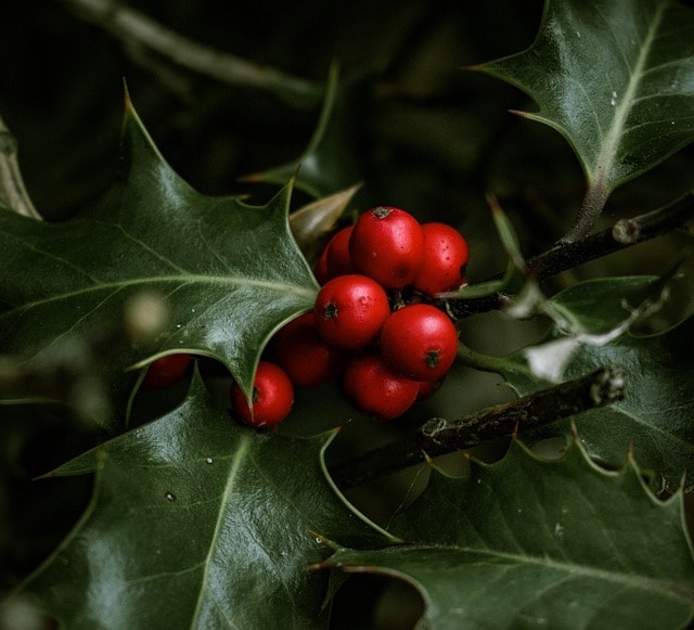 holly, ornamental plant, leaves, winter berries, nature, prickly, berry, close up, christdorn, red, green, fall, shrub