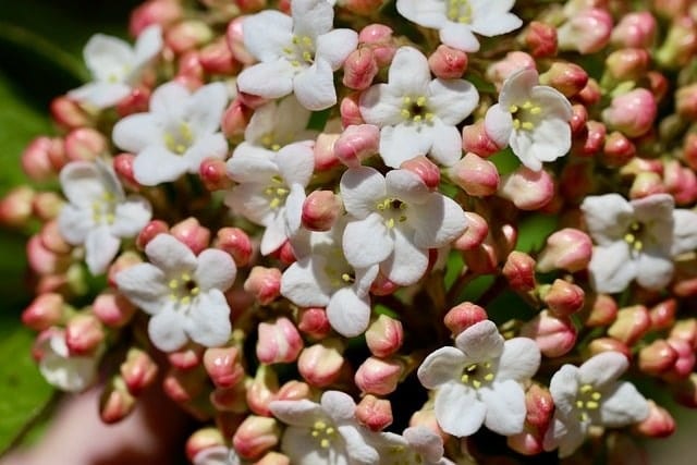 snowball, viburnum, bud, inflorescence, blossom, bloom, flora, plants, nature, garden