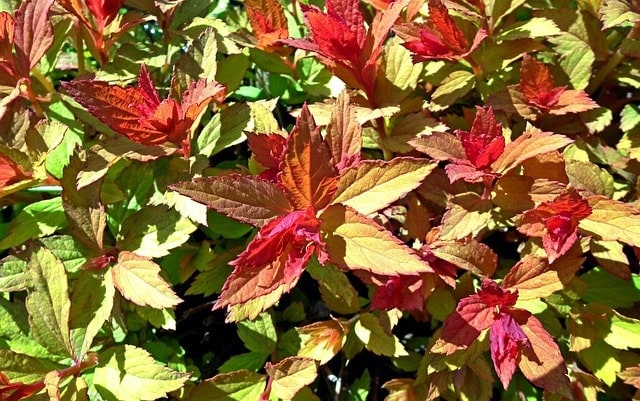 leaf, tawuła japanese, nature, plant, garden, season