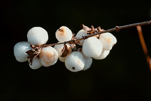 snow berries, symphoricarpos, white, ornamental wood, bang berry, ornamental plant, crackling pea bush, knallerbse, berry, poisonous, fruit stand, hedge, winter, branch, fruit, shrub, crackpeas, caprifoliaceae