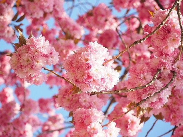 cherry blossom, flowers, branches, pink flowers, cherry tree, tree, ornamental plant, plant, bloom, blossom, beautiful flowers, japanese cherry, flower background, spring, prunus serrulata, japanese cherry tree, oriental cherry, flower wallpaper, nature, closeup
