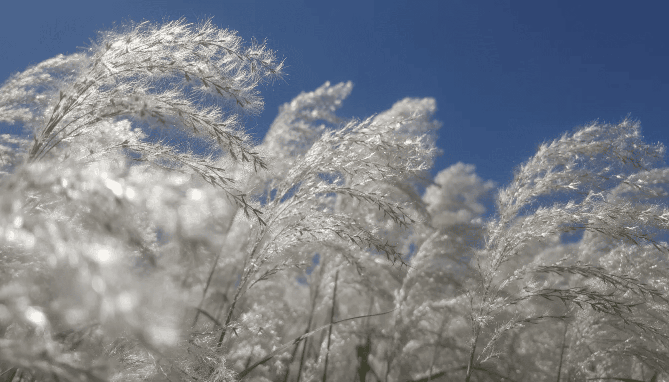 Na zbliżeniu widoczne są puszyste, srebrzyste kwiatostany miskanta chińskiego, które kontrastują z błękitnym niebem. Roślina ta, znana z efektownego kwitnienia, tworzy okazałe kępy z ciemnozielonymi liśćmi, będąc doskonałą ozdobą w ogrodzie.
