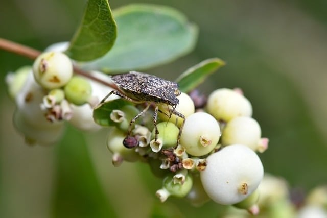 bug, insect, macro, snowberry, berries, nature, vegetation