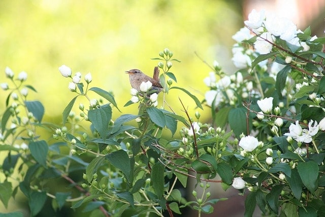 wren, little bird, garden bird, nature, deutzia, wren, deutzia, deutzia, deutzia, deutzia, deutzia