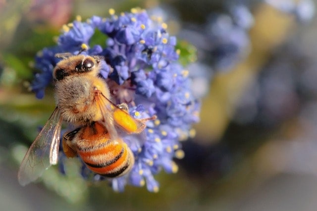 bee, flower wallpaper, beautiful flowers, ceanothus concha, spring, california, flower background, native plant, nature, flowers, purple