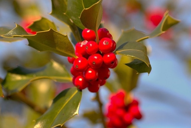 christmas holly, holly, ilex, red, green, nature, berries, leaves, branch, thorny, prickly, close up