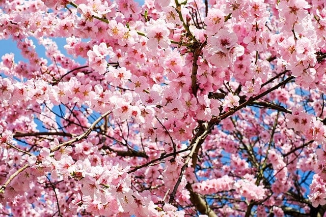 japanese cherry, blossoms, flower wallpaper, pink, white, tree, sea of flowers, blossom tree, flowers, japanese cherry blossom, cherry blossom, heyday, coloured, multicoloured, colorful, splendid colors, beautiful flowers, spring, springtime, branch, flower background, bud, lenz, nature