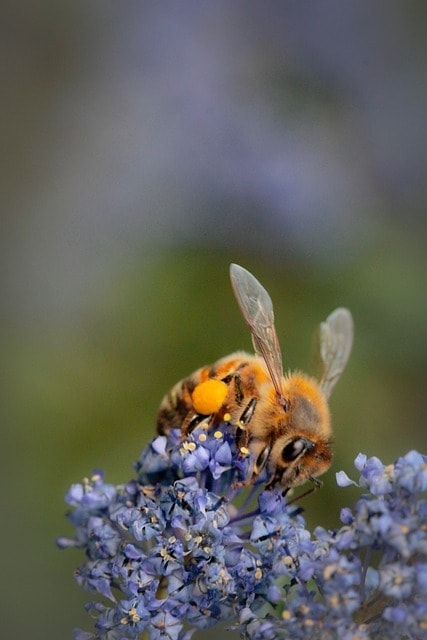 ceanothus concha, bee, california native, plant, spring, pollen, wings, nature, purple