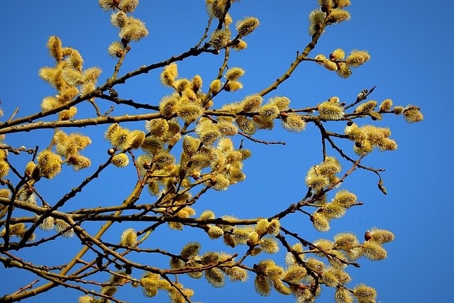 tree, salix caprea, nature, goat willow, growth, forest, park, salix caprea, salix caprea, goat willow, goat willow, goat willow, goat willow, goat willow