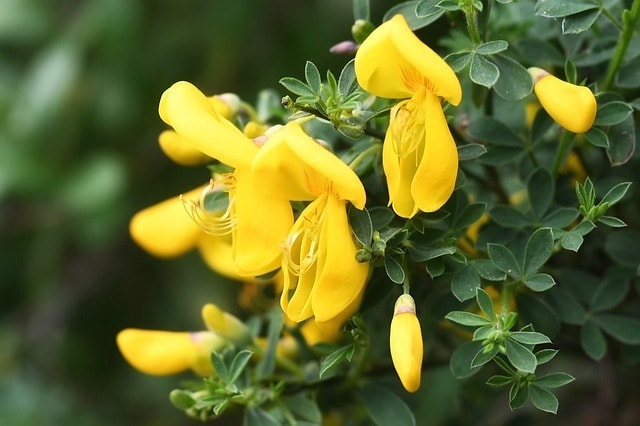 blossom, bloom, shrub, garden, plant, ornamental shrub, nature, flower, yellow, flora, cytisus scoparius, besenfrieme, bloom, cytisus scoparius, cytisus scoparius, cytisus scoparius, cytisus scoparius, cytisus scoparius