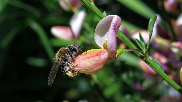 bee, cytisus scoparius, insect, spring, broom, blossom, bloom, nature, shrub, food source, brambush, butterflies, spring books