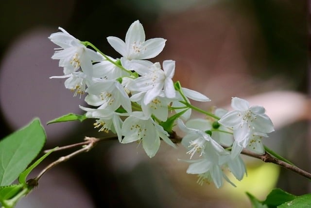 may flower bush, ornamental shrub, white flowers, flowering branch, shrub, petals, blossom, bloom, botany, macro